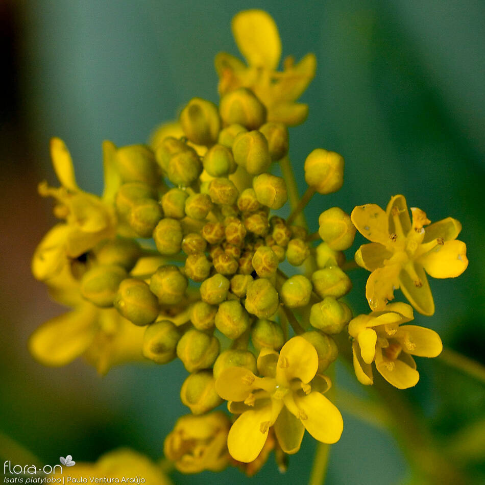 Isatis platyloba - Flor (close-up) | Paulo Ventura Araújo; CC BY-NC 4.0