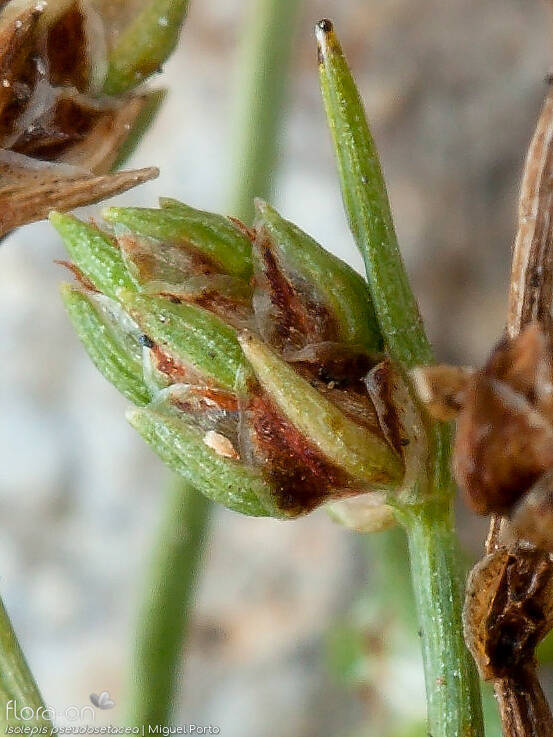 Isolepis pseudosetacea - Flor (close-up) | Miguel Porto; CC BY-NC 4.0