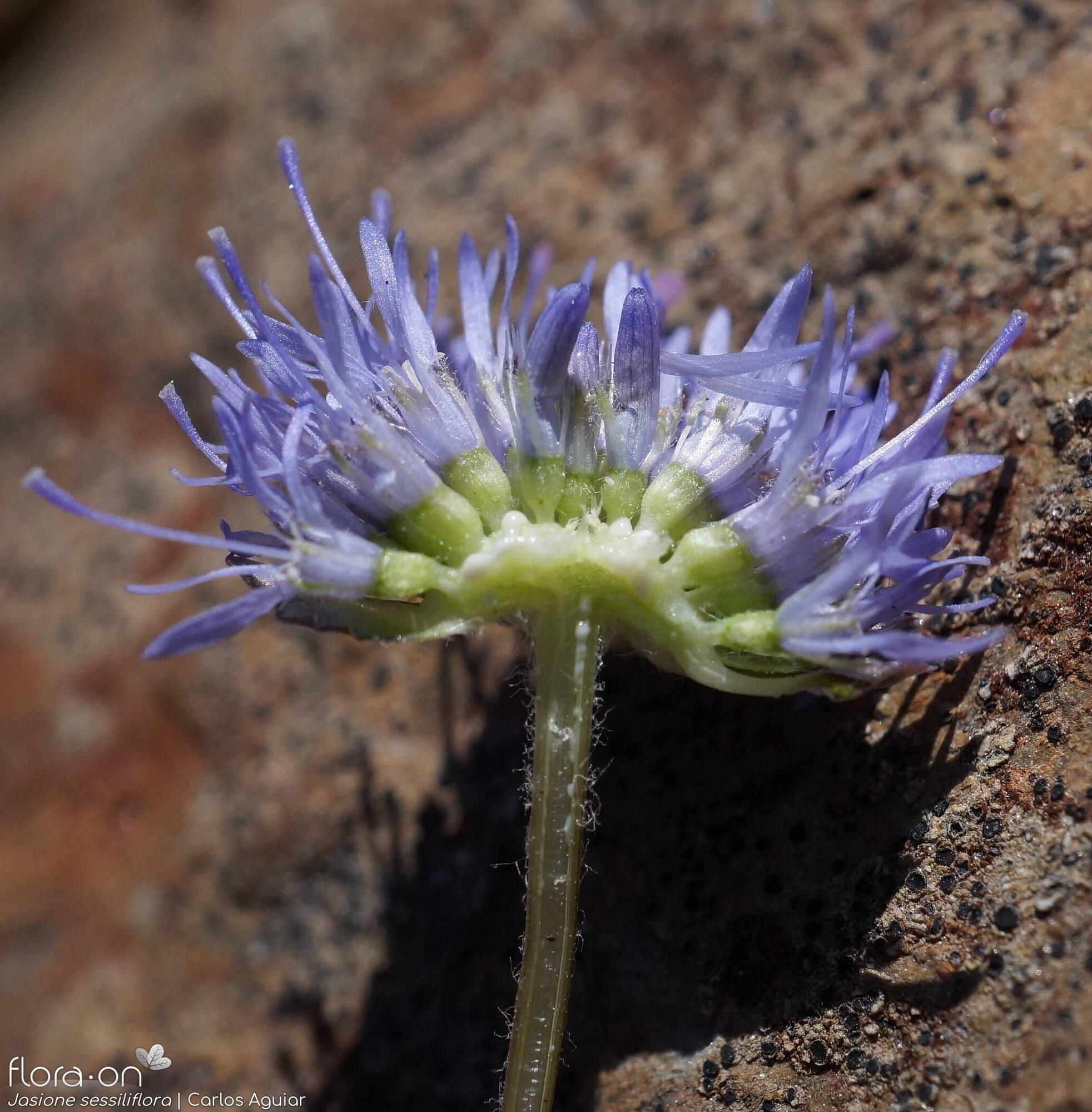 Jasione sessiliflora - Flor (geral) | Carlos Aguiar; CC BY-NC 4.0