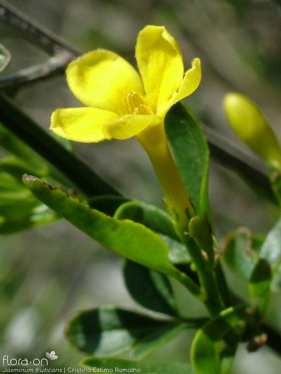 Jasminum fruticans - Flor (close-up) | Cristina Estima Ramalho; CC BY-NC 4.0