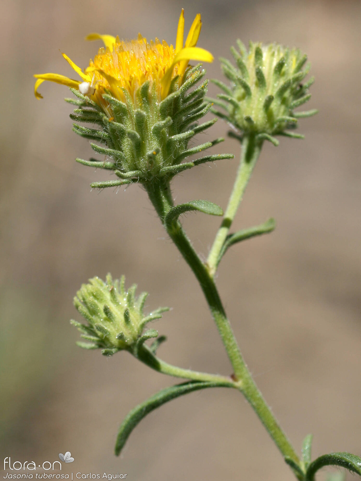 Jasonia tuberosa - Flor (geral) | Carlos Aguiar; CC BY-NC 4.0