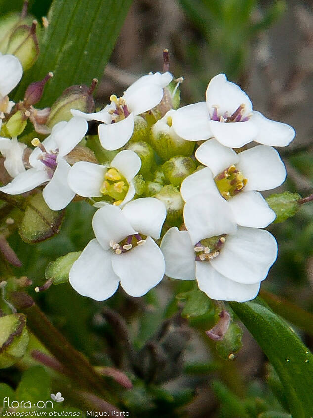 Jonopsidium abulense - Flor (close-up) | Miguel Porto; CC BY-NC 4.0