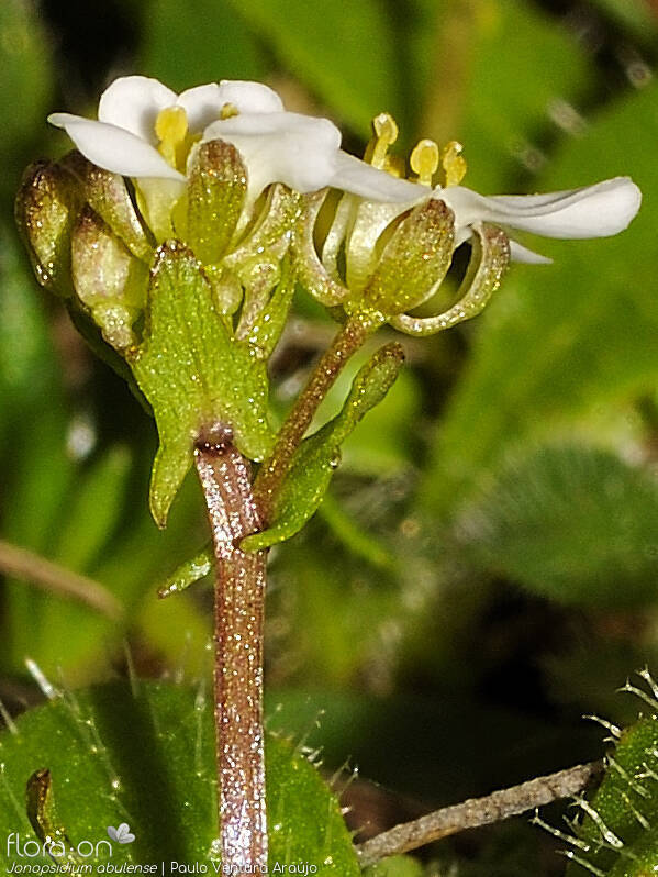 Jonopsidium abulense - Flor (close-up) | Paulo Ventura Araújo; CC BY-NC 4.0