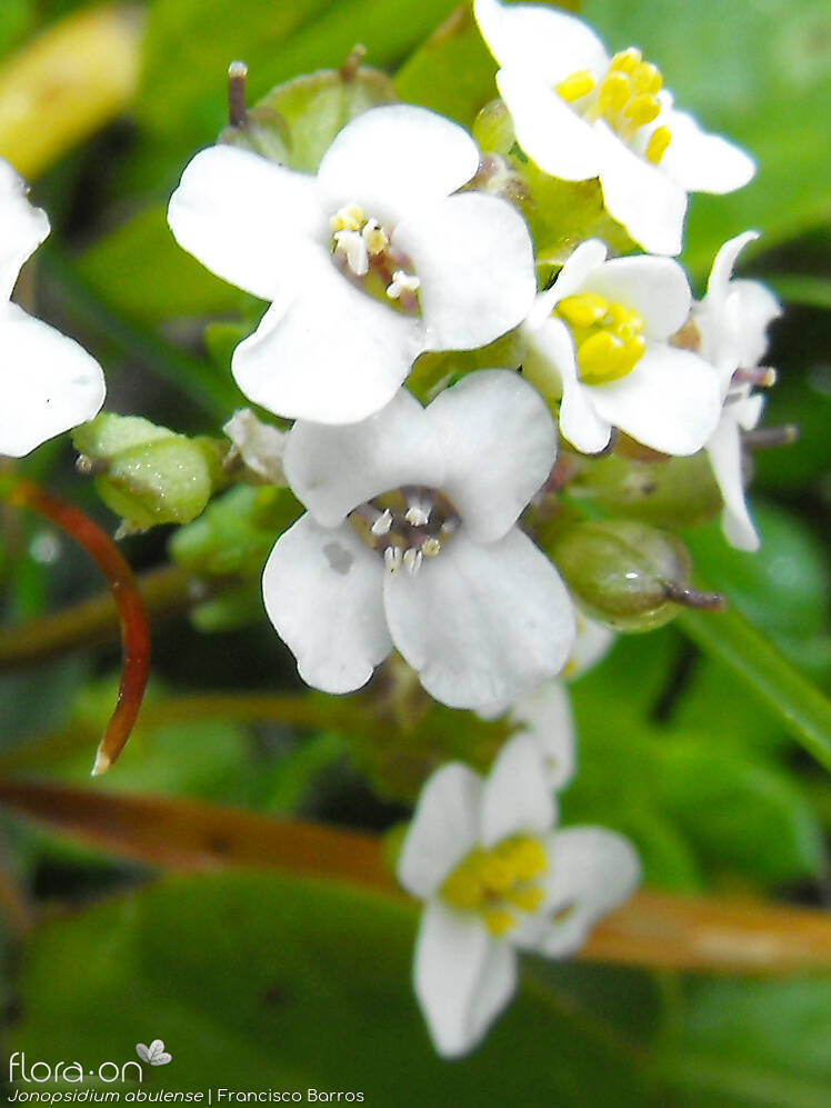 Jonopsidium abulense - Flor (close-up) | Francisco Barros; CC BY-NC 4.0