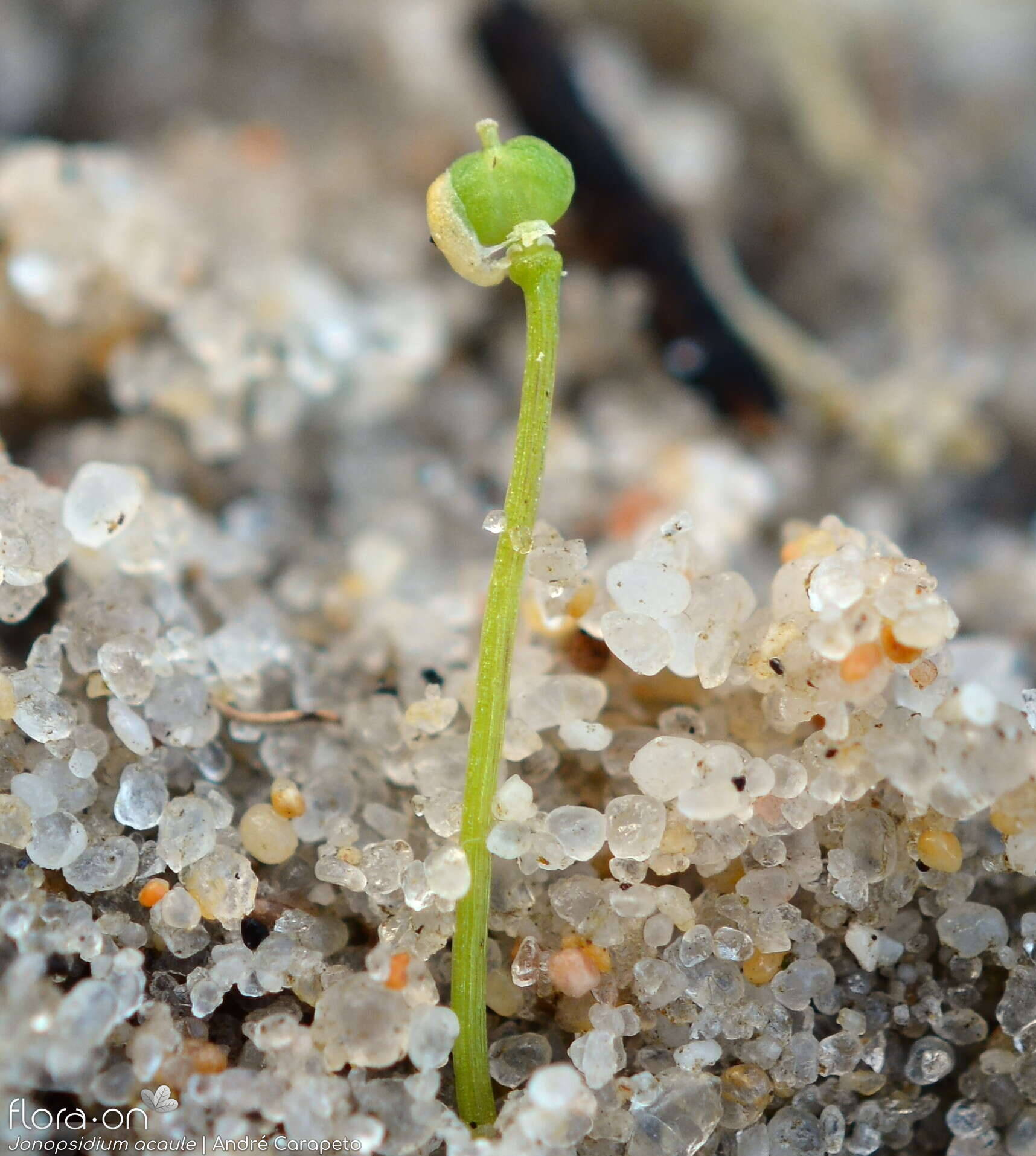 Jonopsidium acaule - Fruto | André Carapeto; CC BY-NC 4.0