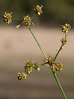 Juncaceae