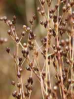 Juncaceae