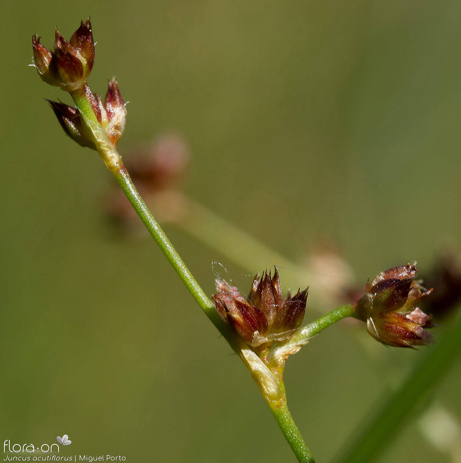 Juncus acutiflorus - Flor (close-up) | Miguel Porto; CC BY-NC 4.0
