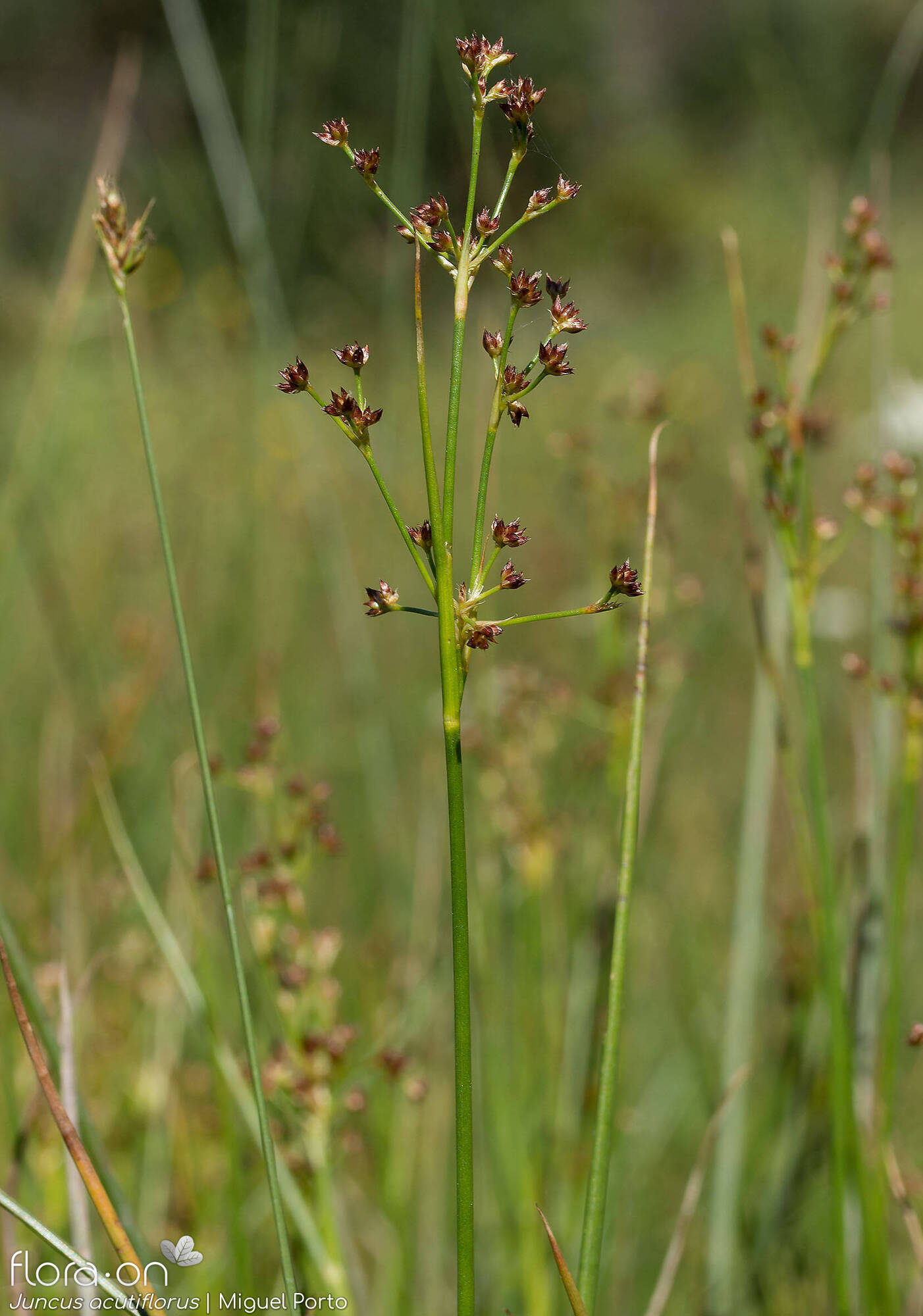Juncus acutiflorus - Flor (geral) | Miguel Porto; CC BY-NC 4.0