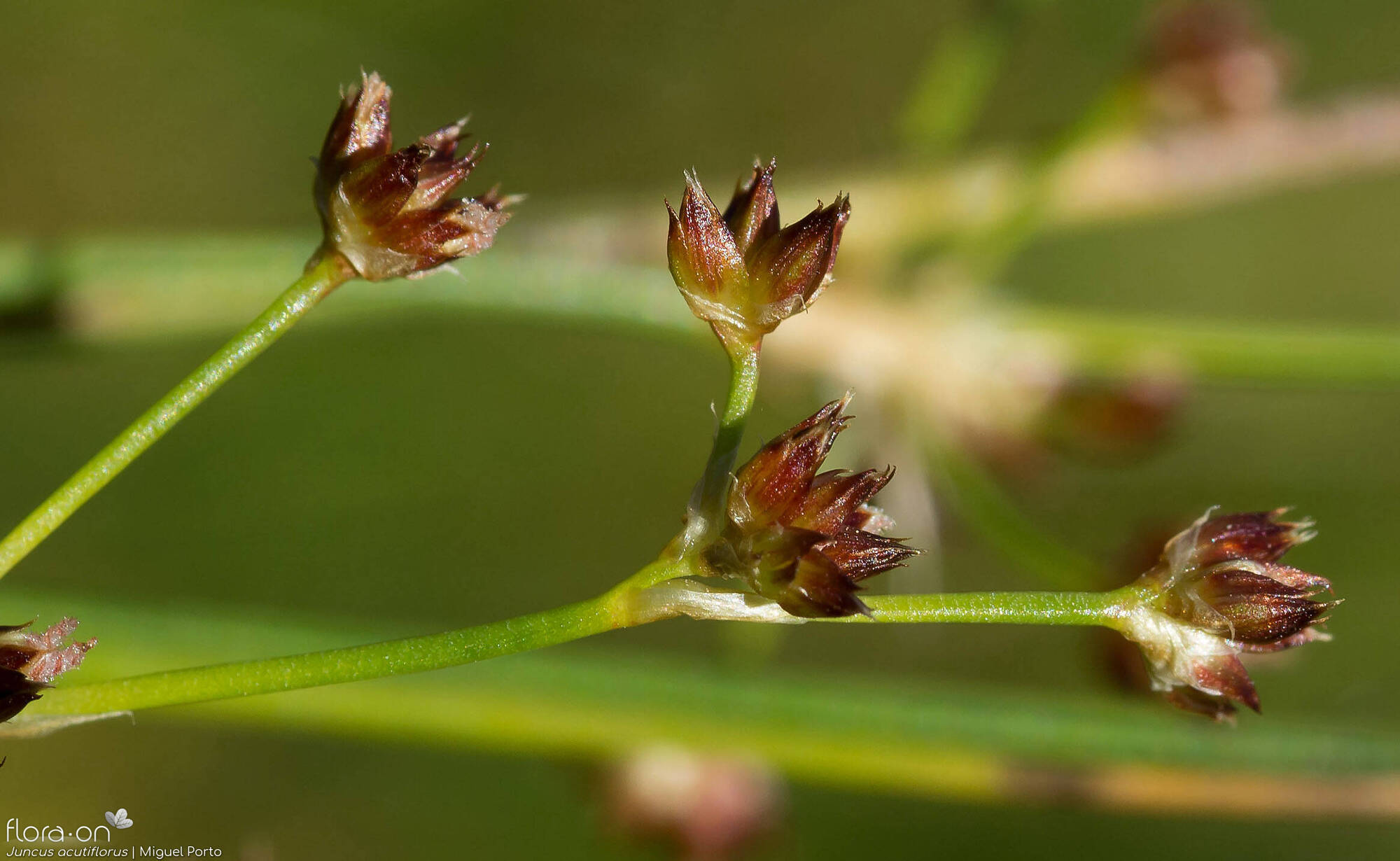 Juncus acutiflorus - Flor (close-up) | Miguel Porto; CC BY-NC 4.0