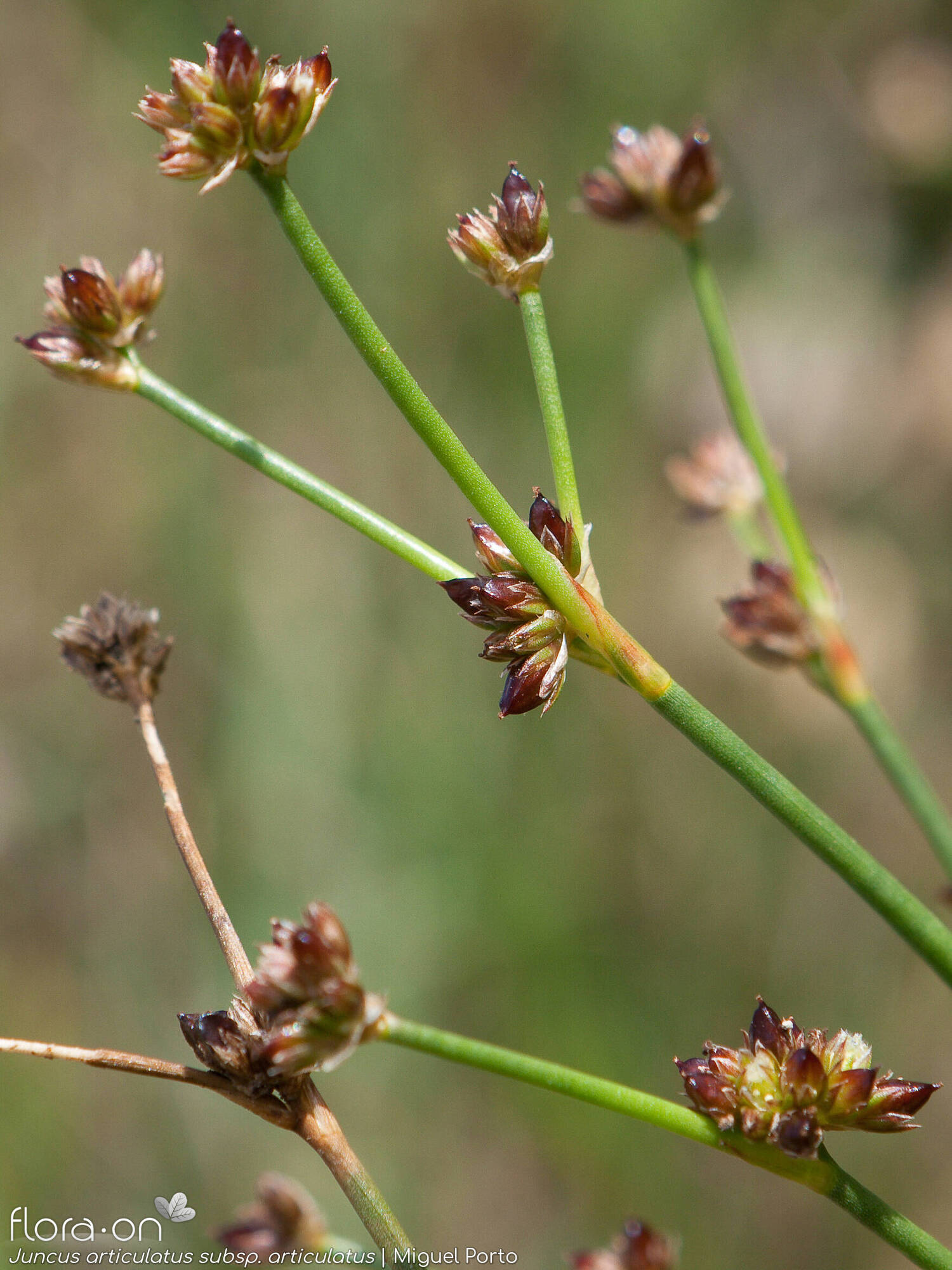 Juncus articulatus articulatus - Flor (geral) | Miguel Porto; CC BY-NC 4.0
