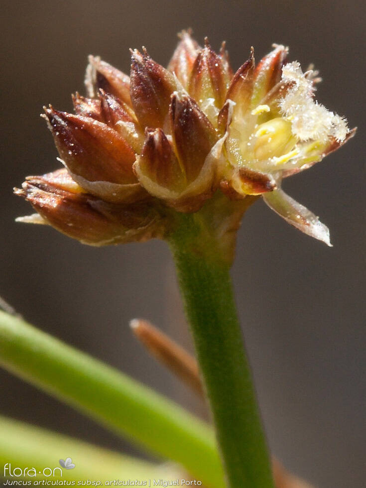 Juncus articulatus articulatus - Flor (close-up) | Miguel Porto; CC BY-NC 4.0