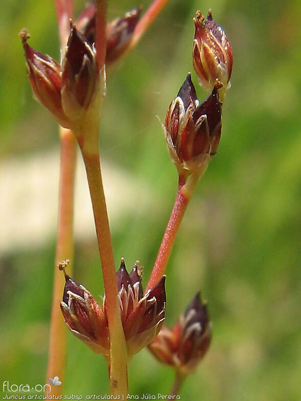 Juncus articulatus articulatus - Flor (close-up) | Ana Júlia Pereira; CC BY-NC 4.0
