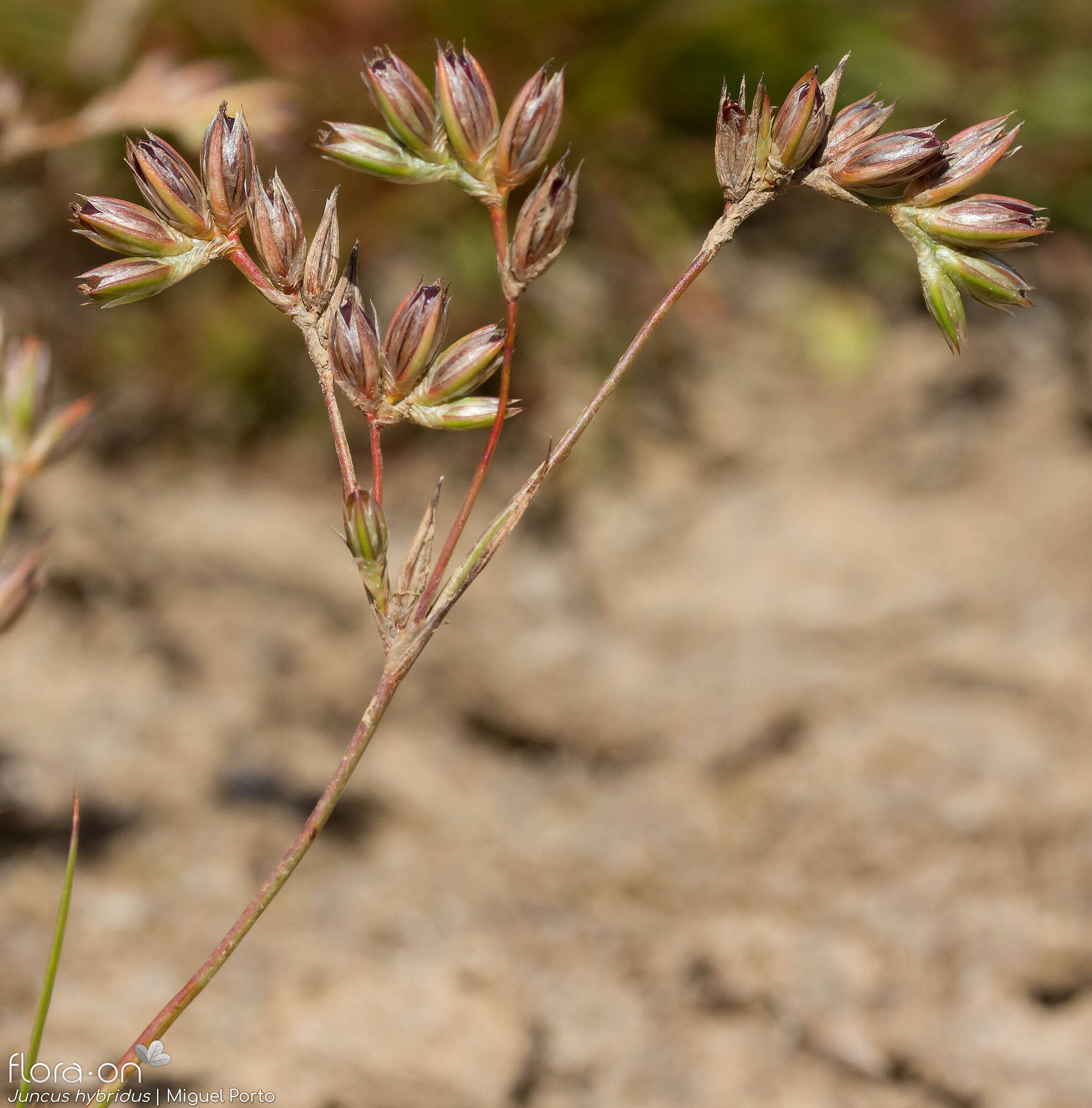 Juncus hybridus - Flor (geral) | Miguel Porto; CC BY-NC 4.0