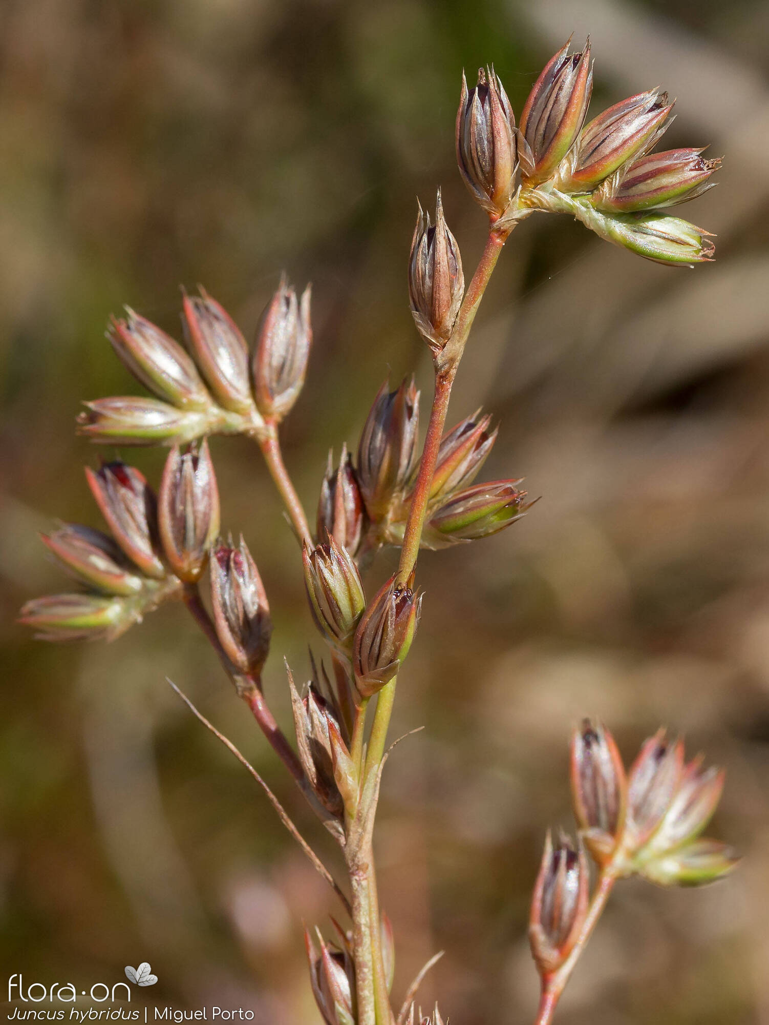 Juncus hybridus - Flor (geral) | Miguel Porto; CC BY-NC 4.0