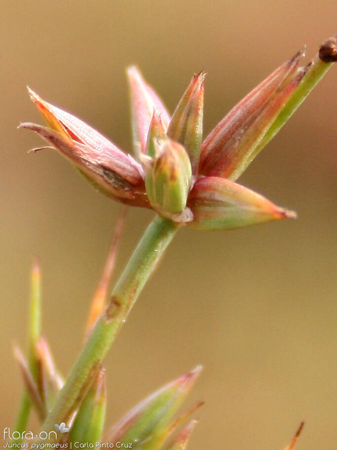 Juncus pygmaeus - Flor (close-up) | Carla Pinto Cruz; CC BY-NC 4.0