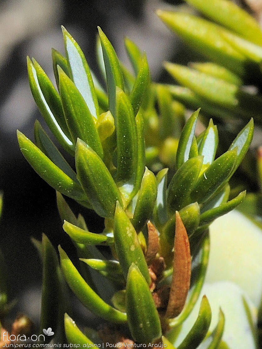 Juniperus communis - Folha | Paulo Ventura Araújo; CC BY-NC 4.0