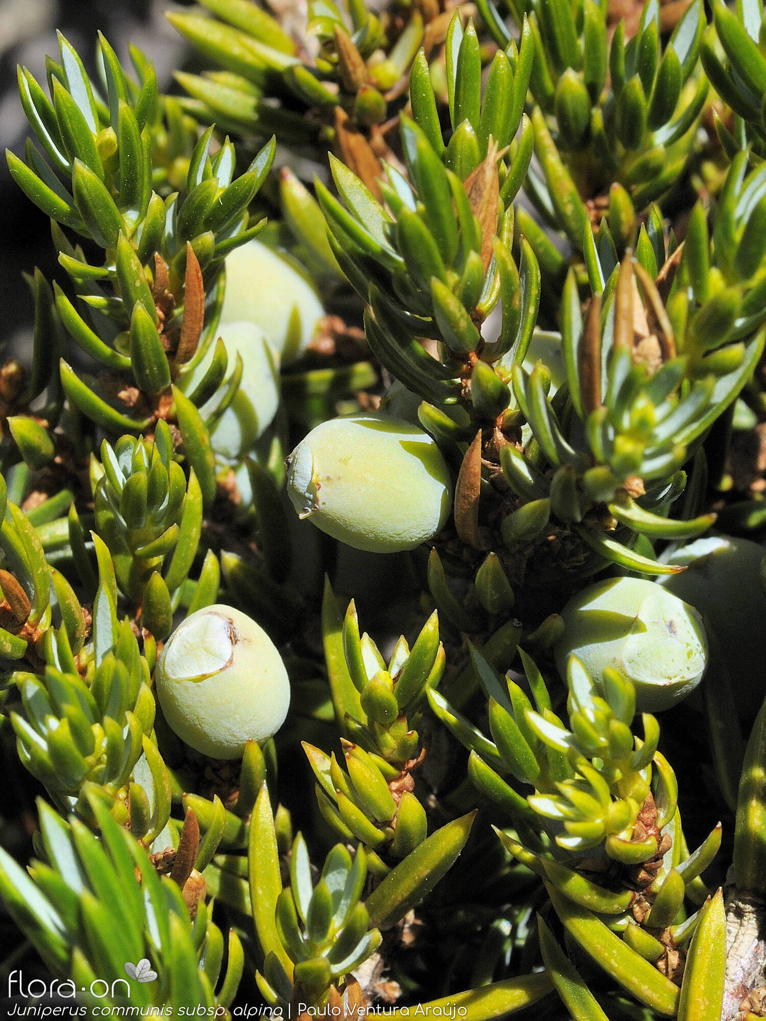 Juniperus communis - Fruto | Paulo Ventura Araújo; CC BY-NC 4.0
