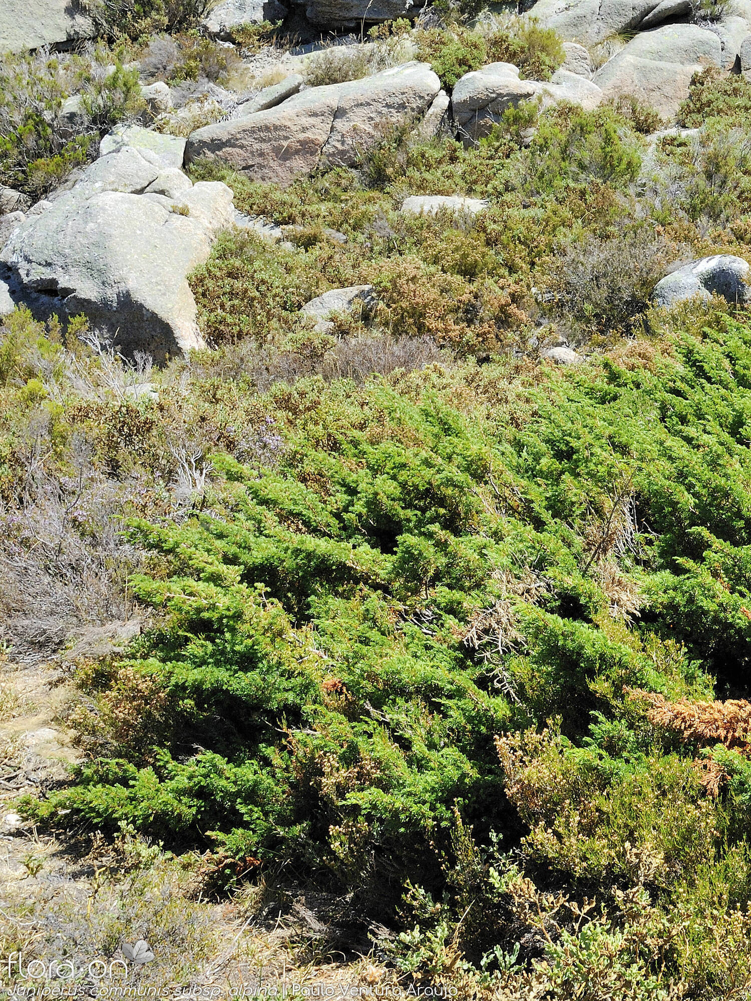 Juniperus communis - Hábito | Paulo Ventura Araújo; CC BY-NC 4.0
