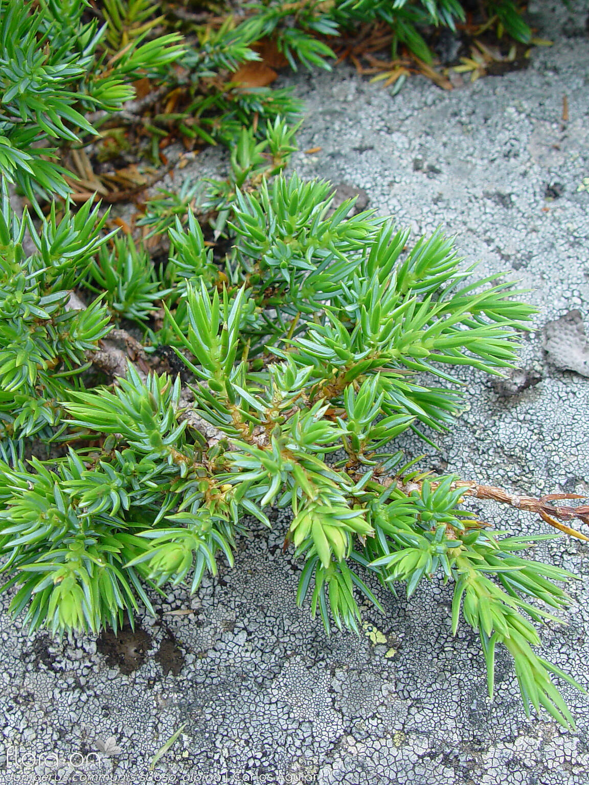 Juniperus communis - Ramo | Carlos Aguiar; CC BY-NC 4.0