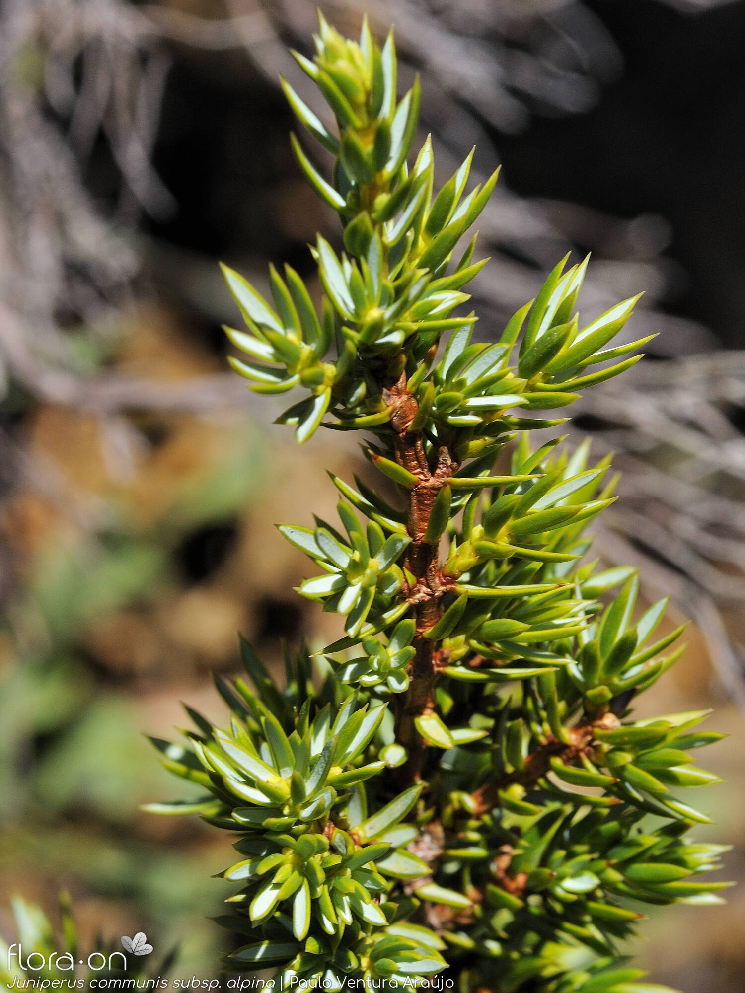 Juniperus communis - Ramo | Paulo Ventura Araújo; CC BY-NC 4.0
