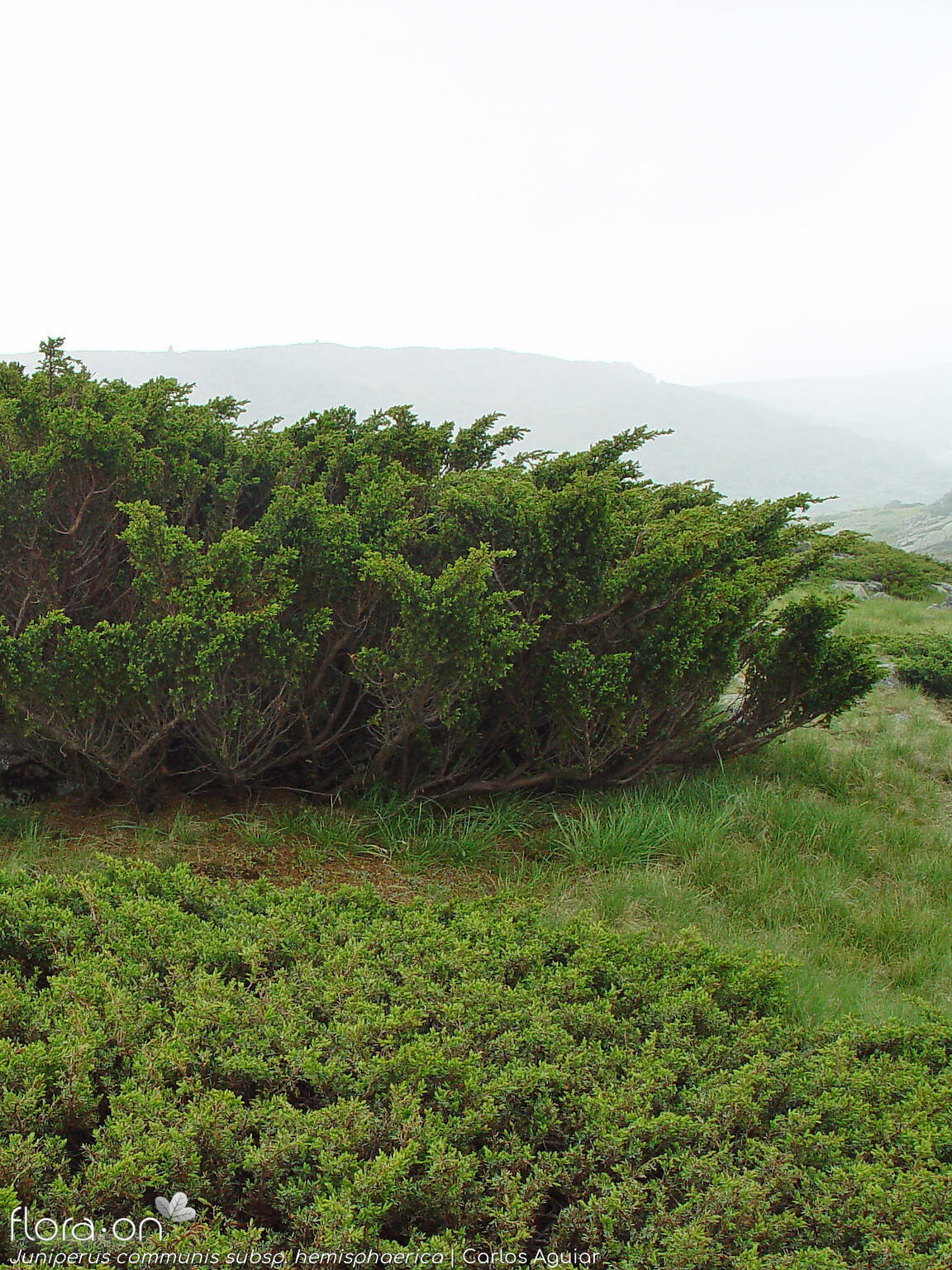 Juniperus communis - Hábito | Carlos Aguiar; CC BY-NC 4.0