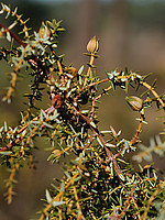Juniperus navicularis