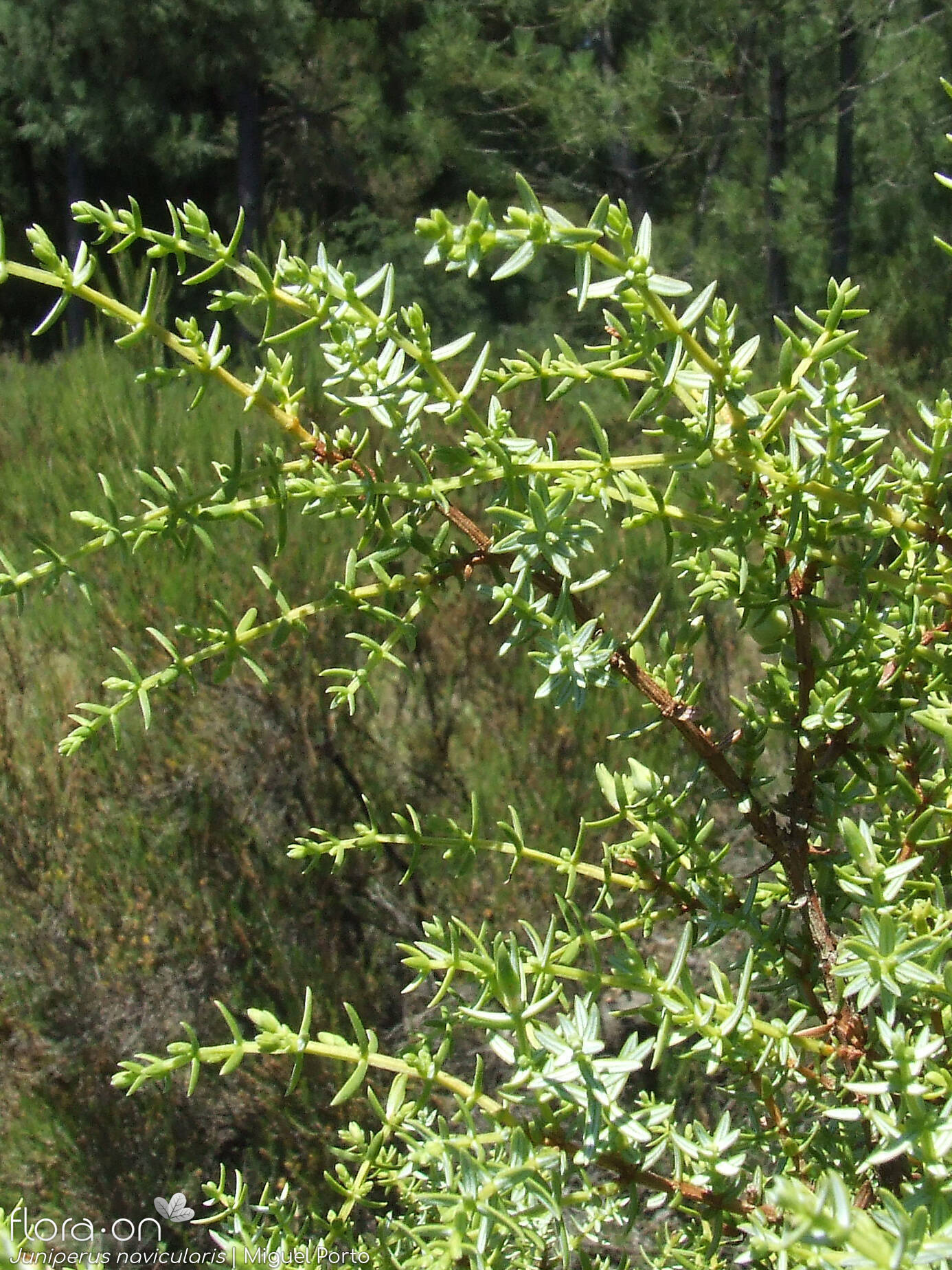 Juniperus navicularis - Ramo | Miguel Porto; CC BY-NC 4.0