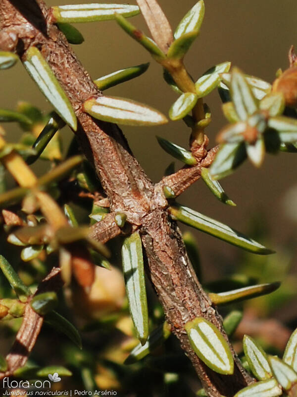 Juniperus navicularis - Folha | Pedro Arsénio; CC BY-NC 4.0