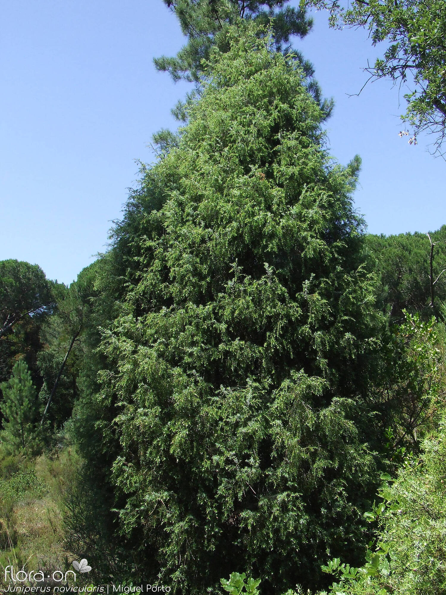 Juniperus navicularis - Hábito | Miguel Porto; CC BY-NC 4.0
