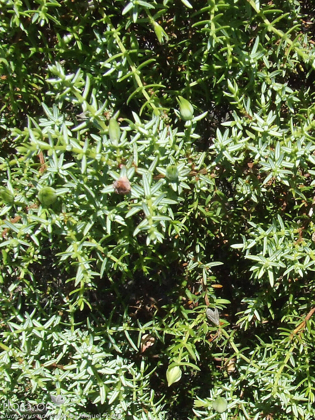 Juniperus navicularis - Folha (geral) | Miguel Porto; CC BY-NC 4.0