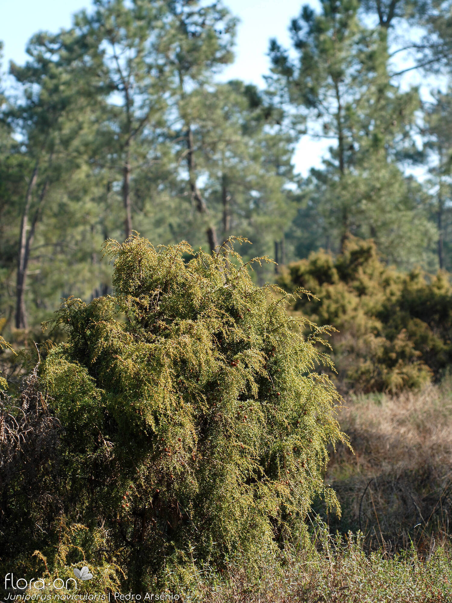 Juniperus navicularis - Habitat | Pedro Arsénio; CC BY-NC 4.0