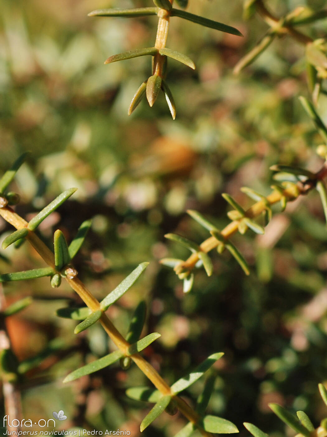 Juniperus navicularis - Folha (geral) | Pedro Arsénio; CC BY-NC 4.0