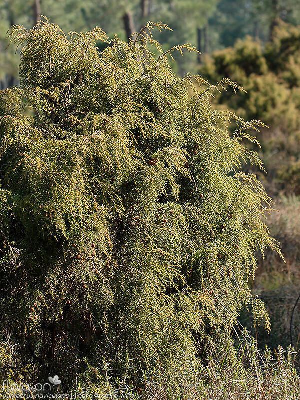 Juniperus navicularis - Hábito | Pedro Arsénio; CC BY-NC 4.0