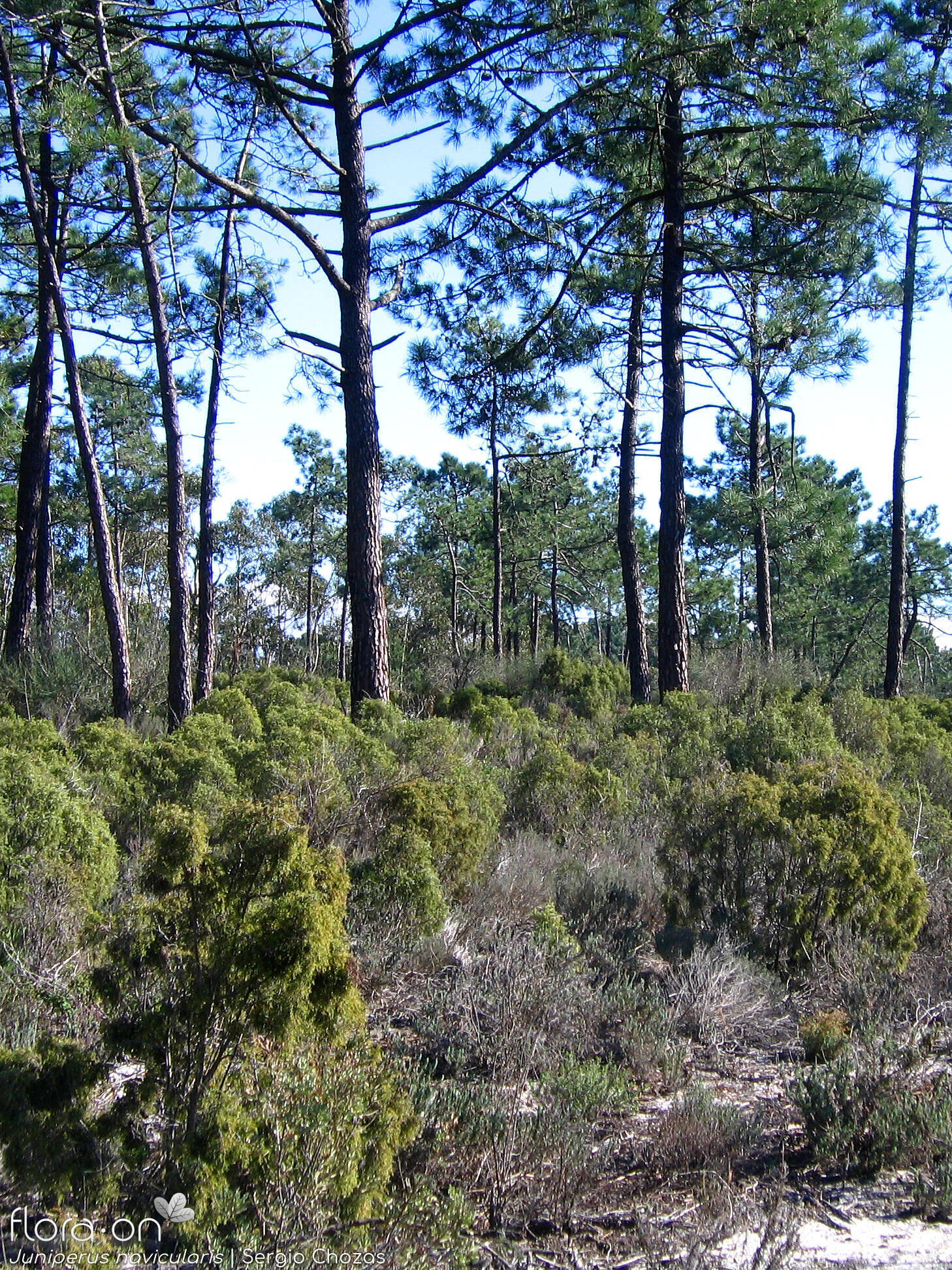 Juniperus navicularis - Habitat | Sergio Chozas; CC BY-NC 4.0