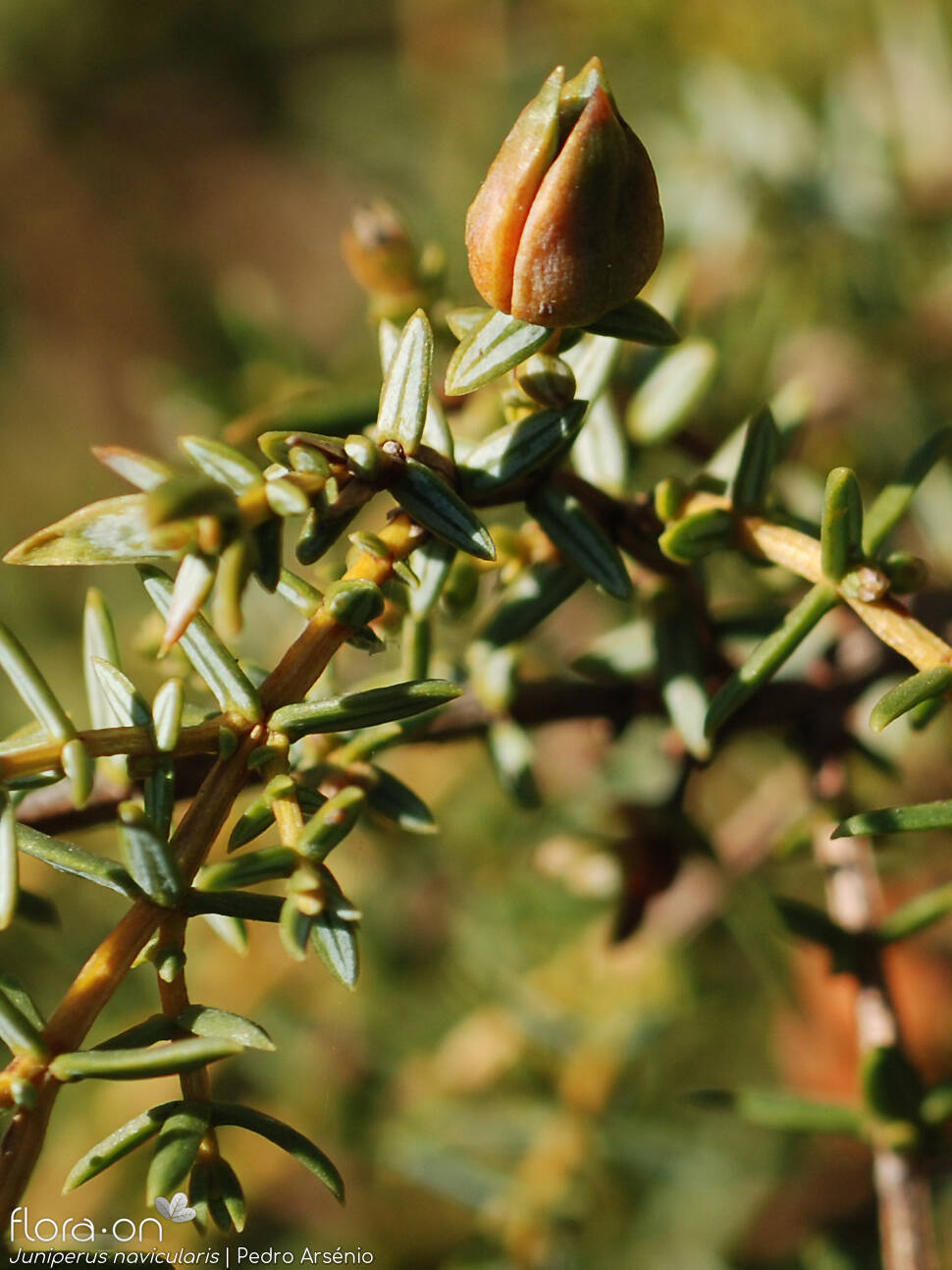 Juniperus navicularis - Folha (geral) | Pedro Arsénio; CC BY-NC 4.0