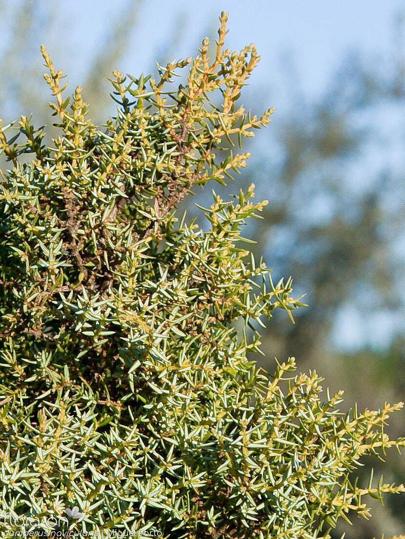 Juniperus navicularis - Ramo | Miguel Porto; CC BY-NC 4.0