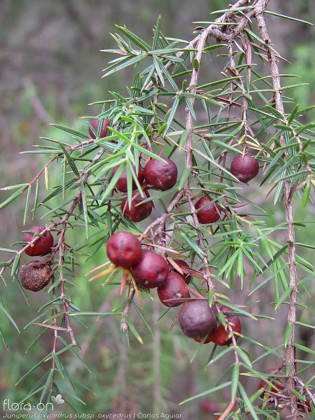 Juniperus oxycedrus - Fruto | Carlos Aguiar; CC BY-NC 4.0