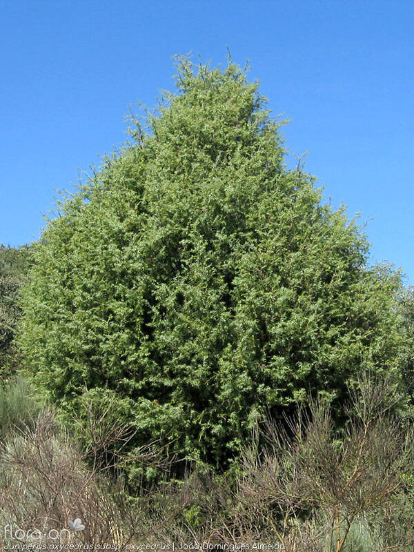 Juniperus oxycedrus - Hábito | João Domingues Almeida; CC BY-NC 4.0