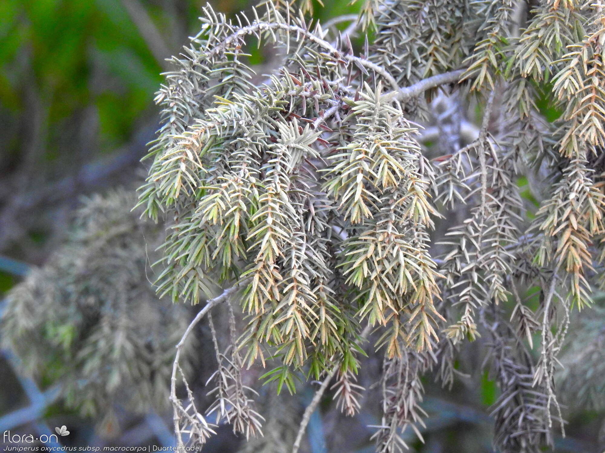 Juniperus oxycedrus - Folha (geral) | Duarte Frade; CC BY-NC 4.0