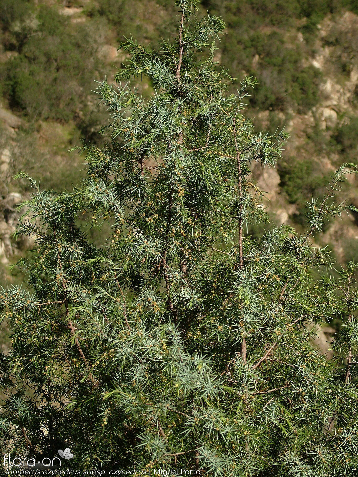 Juniperus oxycedrus - Ramo | Miguel Porto; CC BY-NC 4.0