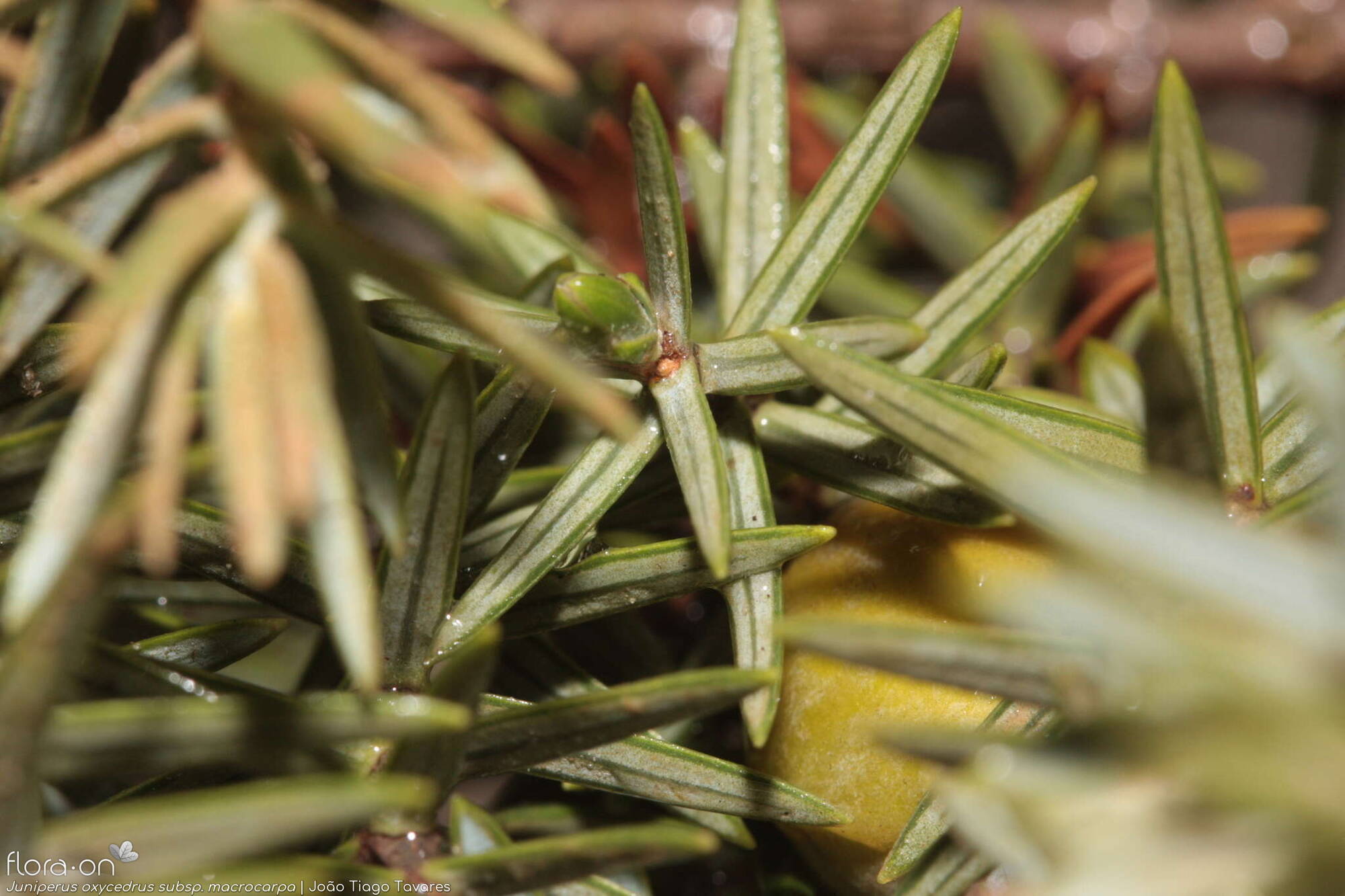 Juniperus oxycedrus - Folha | João Tiago Tavares; CC BY-NC 4.0