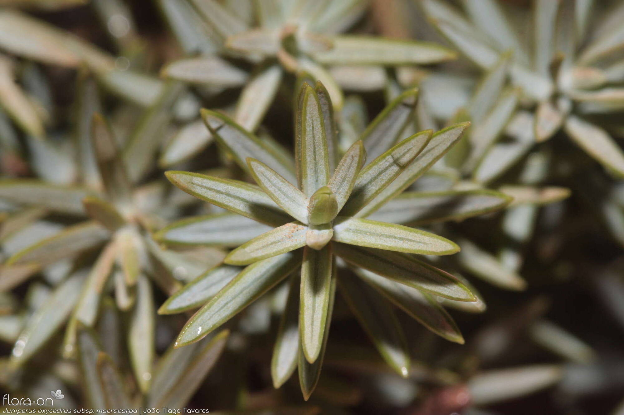 Juniperus oxycedrus - Folha | João Tiago Tavares; CC BY-NC 4.0