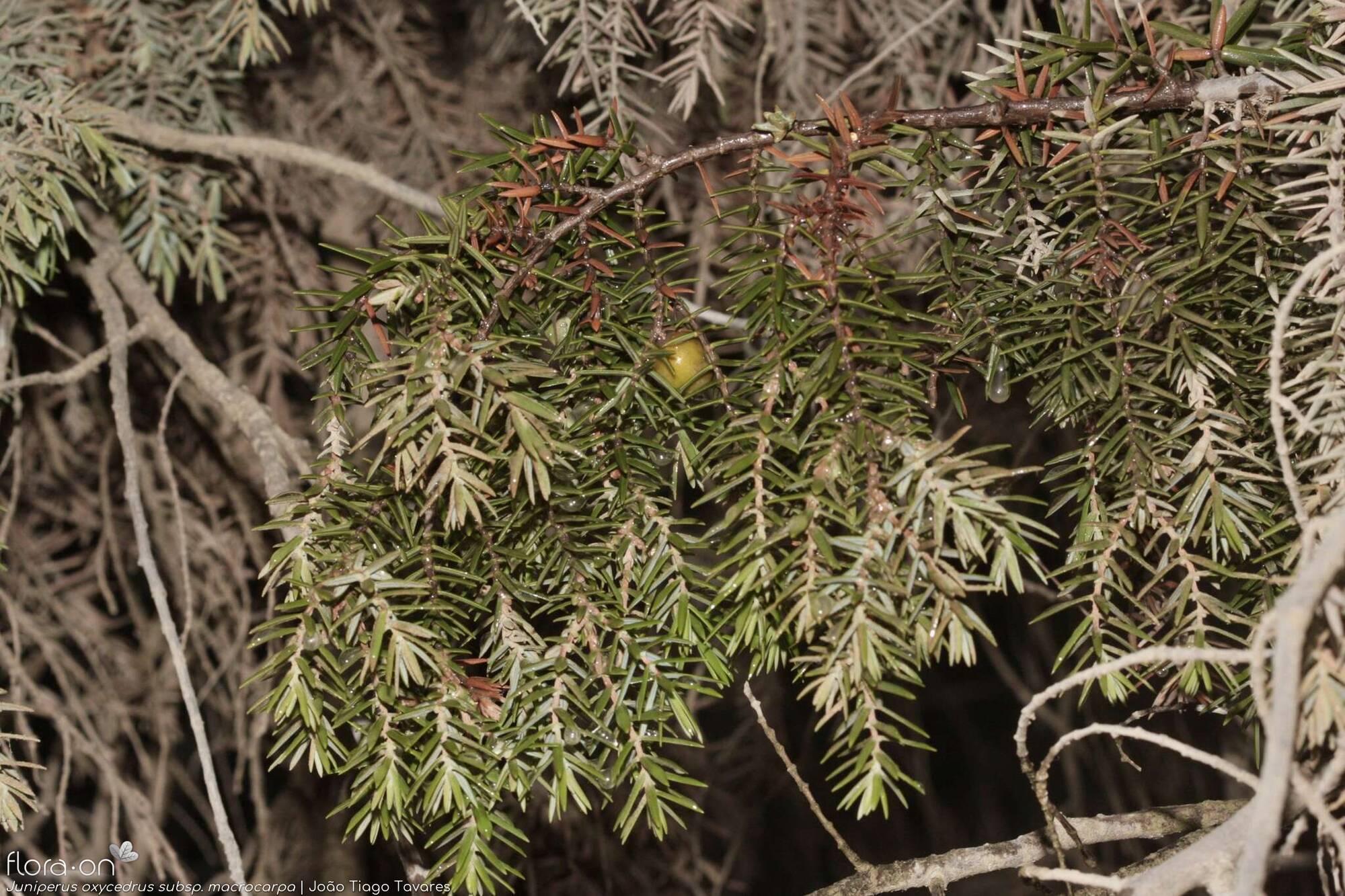 Juniperus oxycedrus - Ramo | João Tiago Tavares; CC BY-NC 4.0