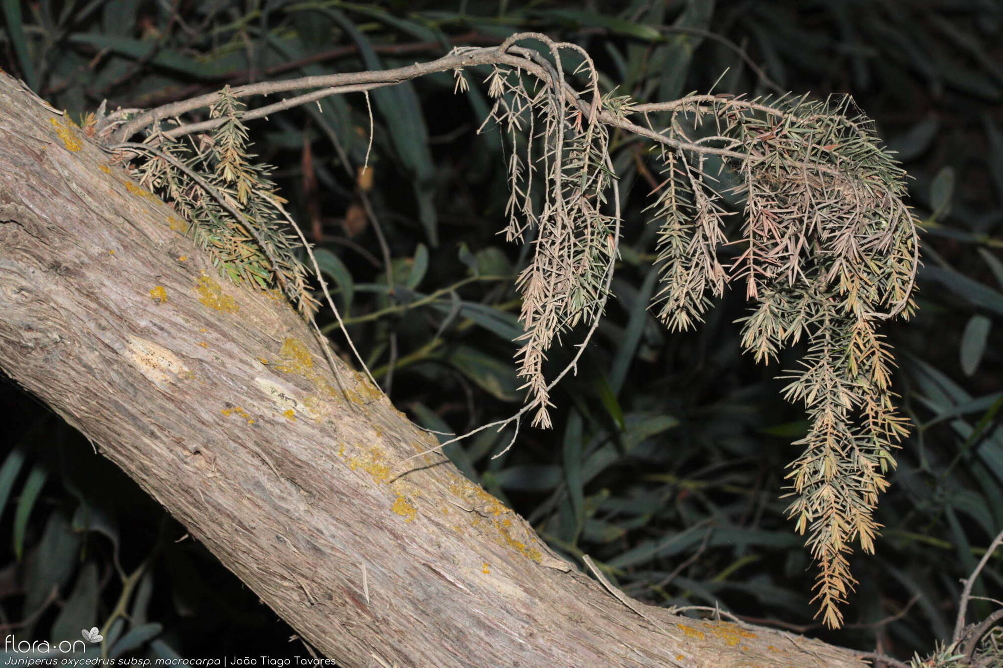 Juniperus oxycedrus - Ramo | João Tiago Tavares; CC BY-NC 4.0