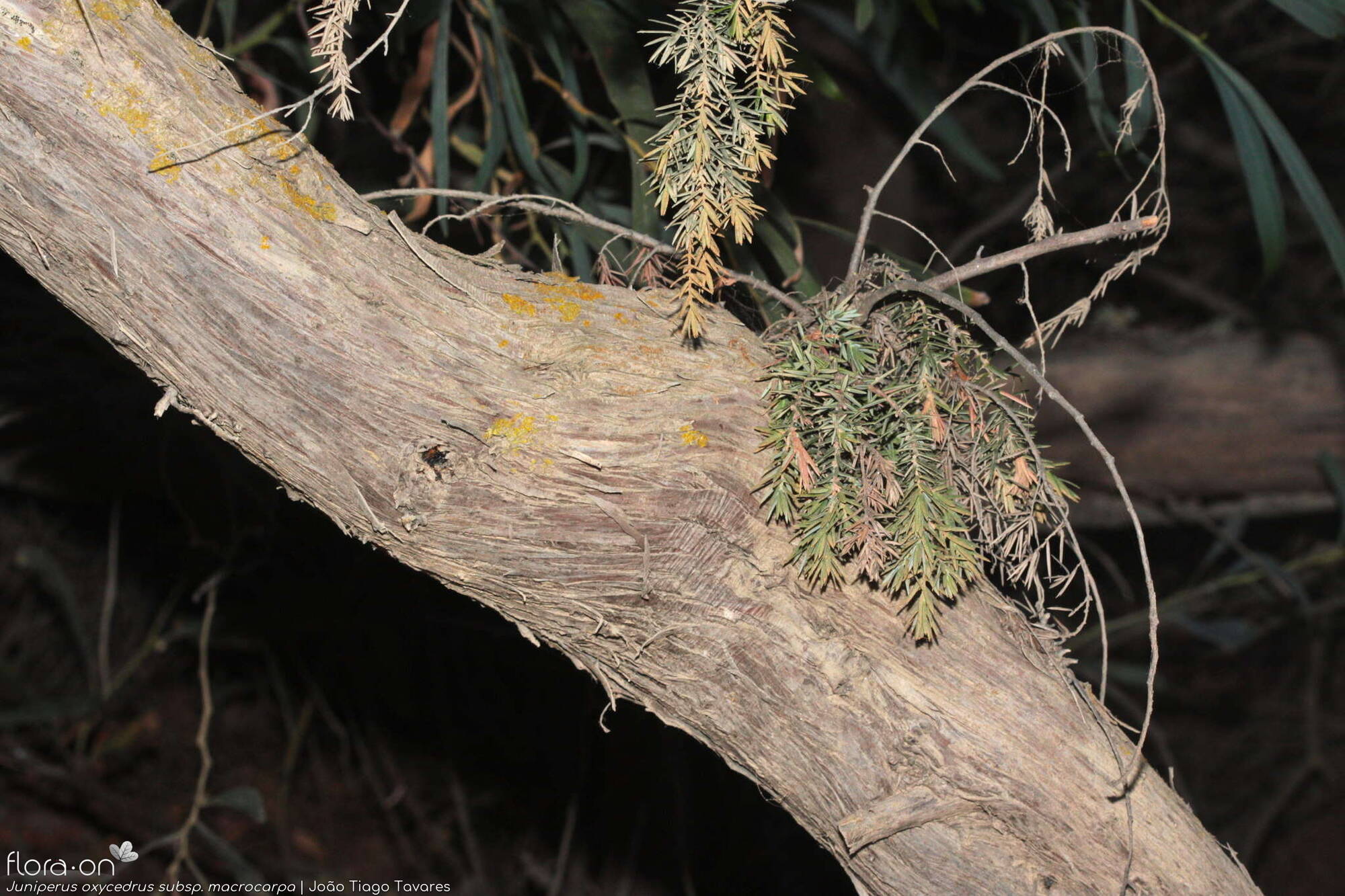 Juniperus oxycedrus - Caule | João Tiago Tavares; CC BY-NC 4.0