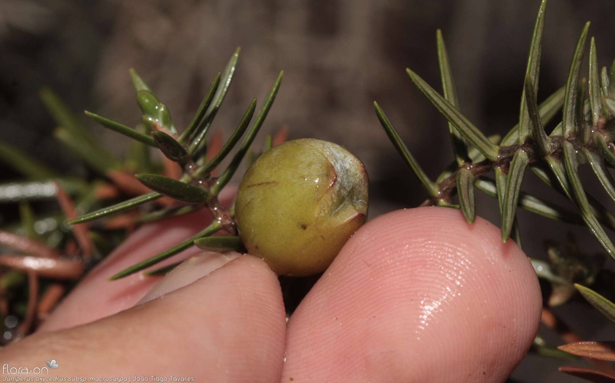 Juniperus oxycedrus - Fruto | João Tiago Tavares; CC BY-NC 4.0