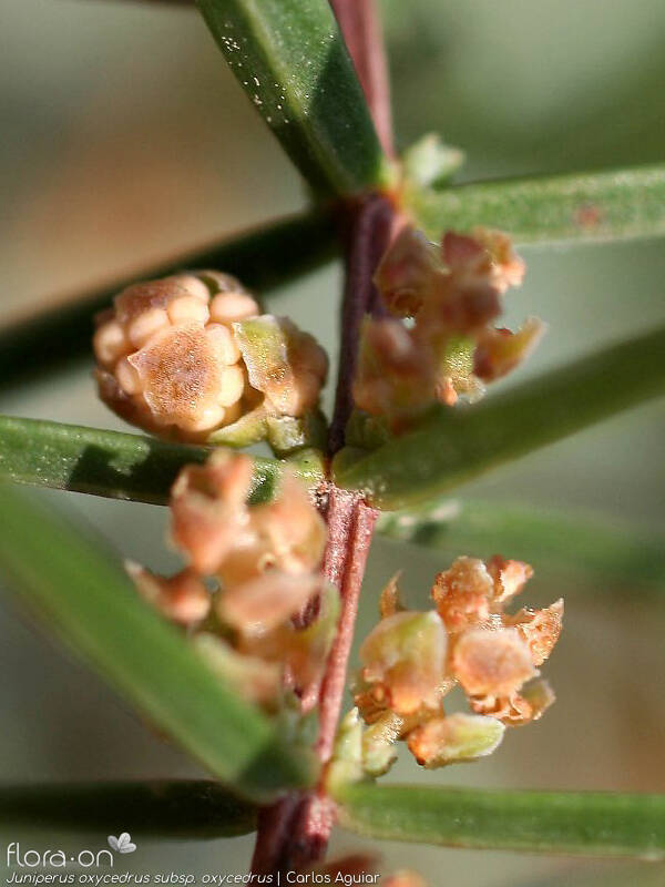 Juniperus oxycedrus - Flor (close-up) | Carlos Aguiar; CC BY-NC 4.0