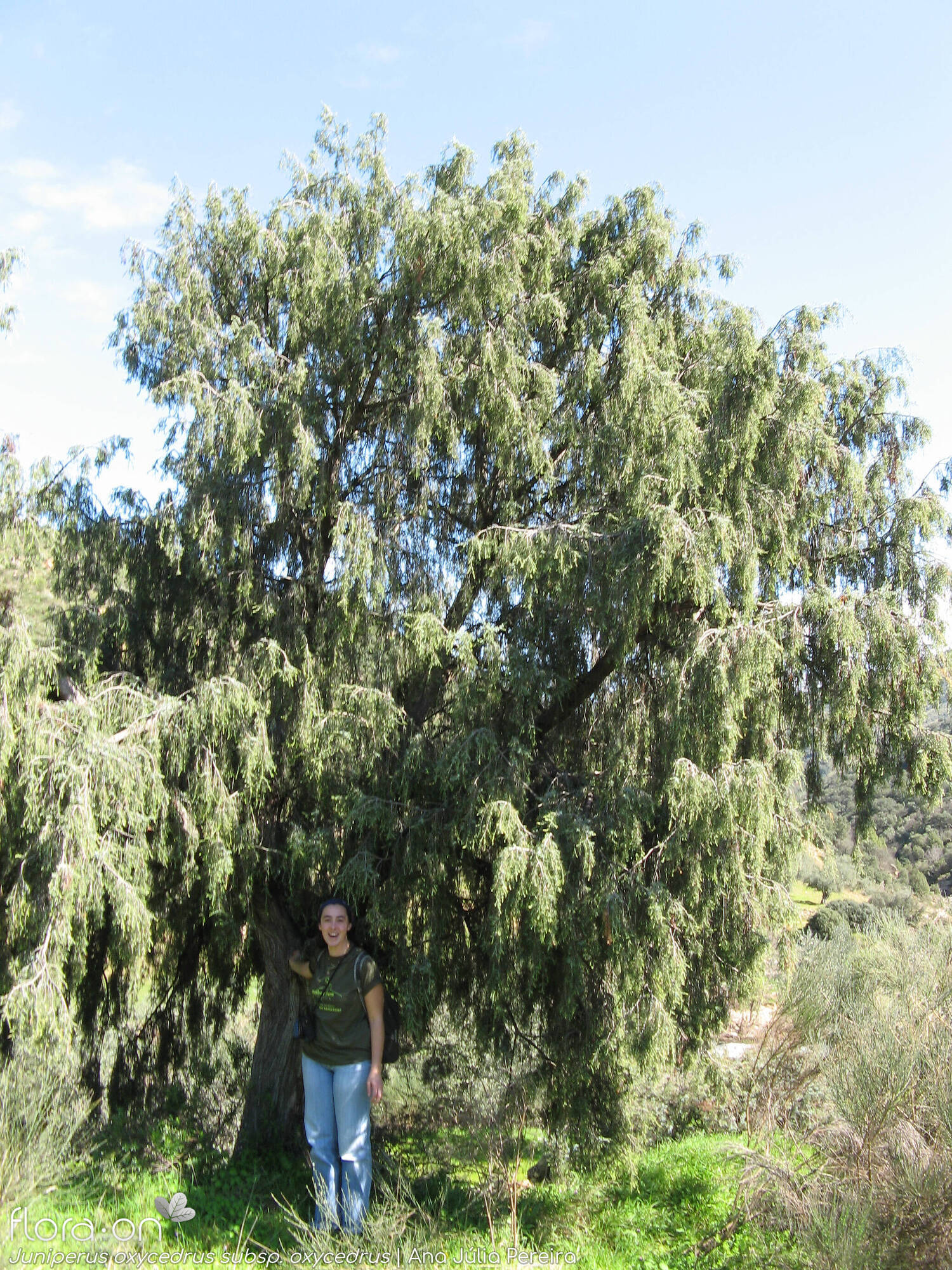 Juniperus oxycedrus - Hábito | Ana Júlia Pereira; CC BY-NC 4.0
