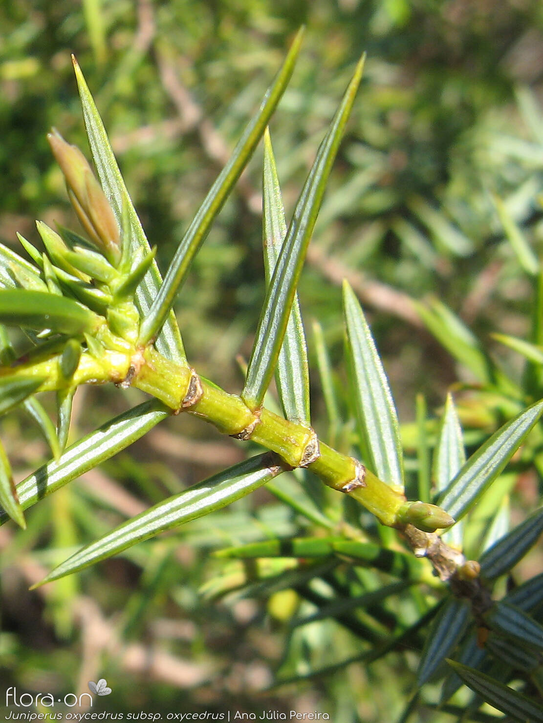 Juniperus oxycedrus - Folha (geral) | Ana Júlia Pereira; CC BY-NC 4.0